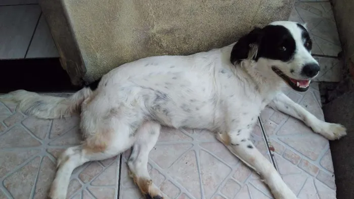 Cachorro ra a N tem idade 1 ano nome Dora