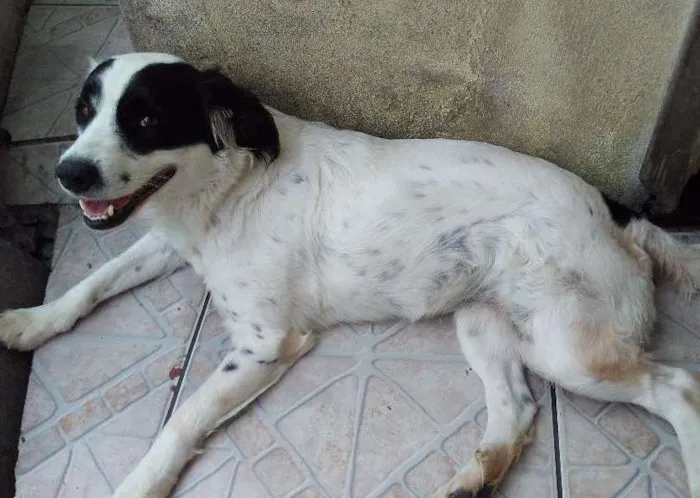 Cachorro ra a N tem idade 1 ano nome Dora