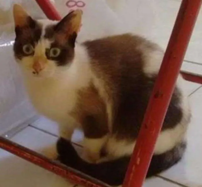 Gato ra a Siamês idade 1 ano nome Babi