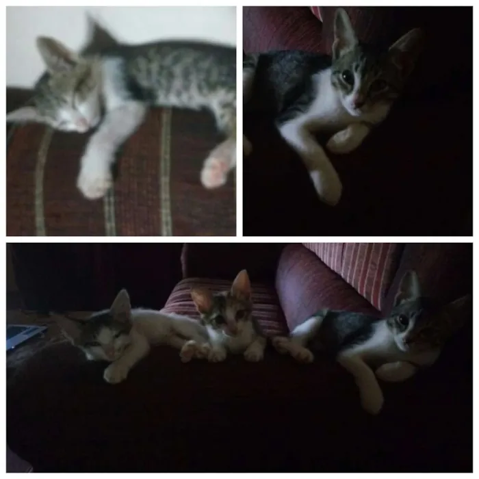 Gato ra a MISTA idade 2 a 6 meses nome gatinhos