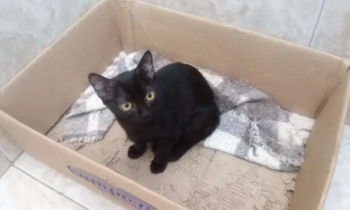 Gato ra a  idade 2 a 6 meses nome Sem nome