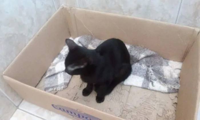 Gato ra a  idade 2 a 6 meses nome Sem nome