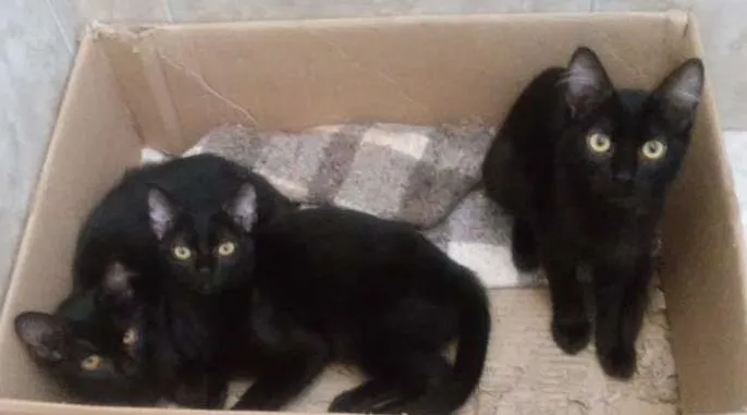 Gato ra a  idade 2 a 6 meses nome Sem nome