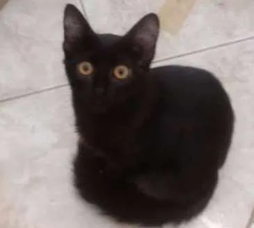 Gato ra a  idade 2 a 6 meses nome Sem nome