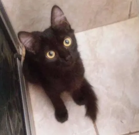 Gato ra a  idade 2 a 6 meses nome Sem nome