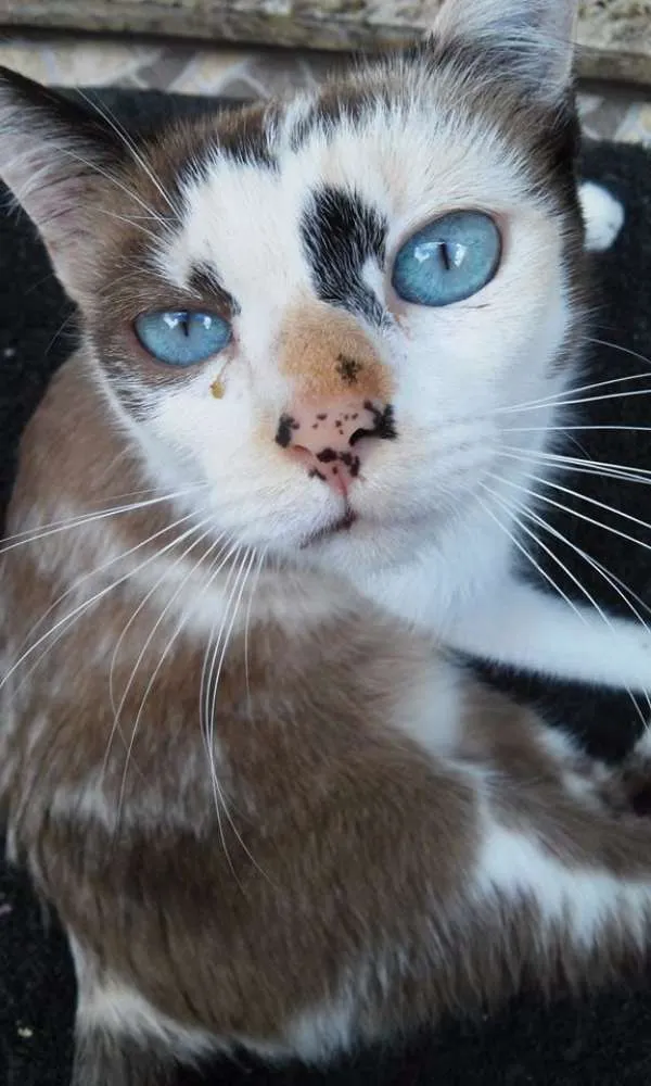 Gato ra a não sei idade Abaixo de 2 meses nome sem nome