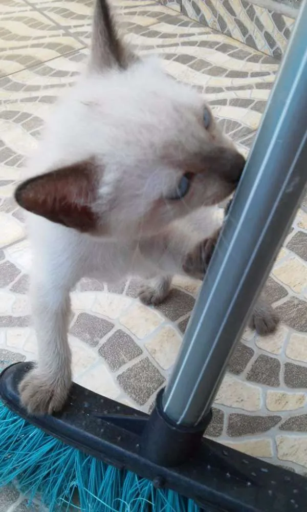 Gato ra a não sei idade Abaixo de 2 meses nome sem nome