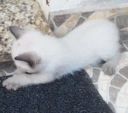 Gato ra a não sei idade Abaixo de 2 meses nome sem nome