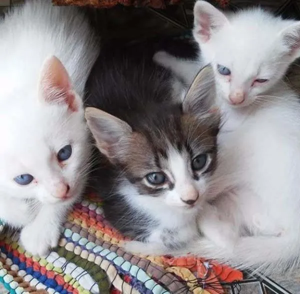 Gato ra a não sei idade Abaixo de 2 meses nome sem nome
