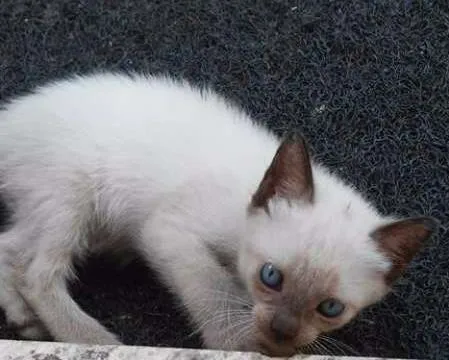 Gato ra a não sei idade Abaixo de 2 meses nome sem nome