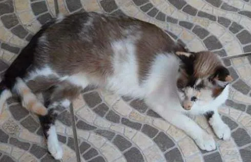 Gato ra a não sei idade Abaixo de 2 meses nome sem nome