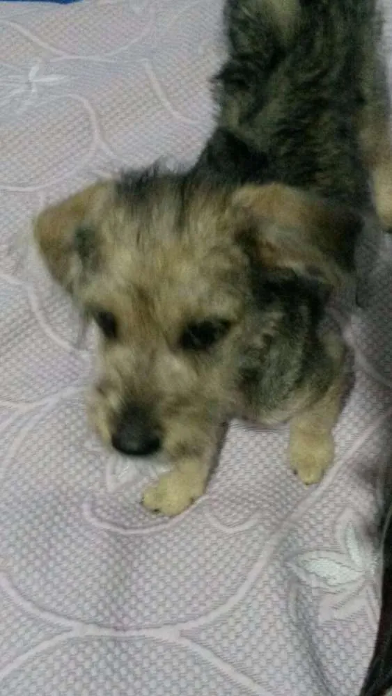 Cachorro ra a SRD idade 2 a 6 meses nome joca