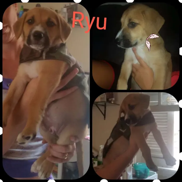 Cachorro ra a SRD idade Abaixo de 2 meses nome RYU