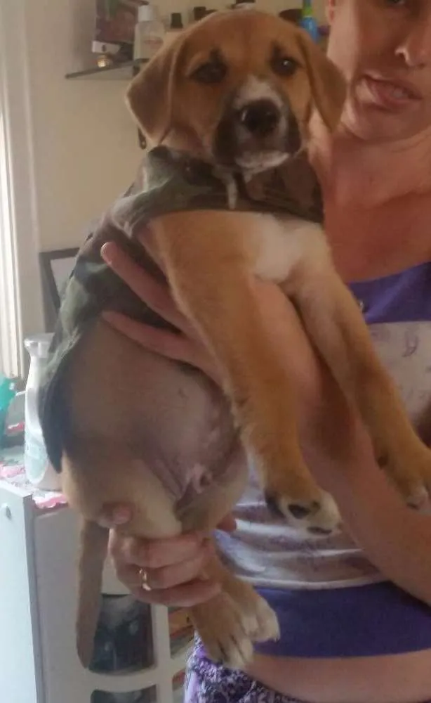 Cachorro ra a SRD idade Abaixo de 2 meses nome RYU