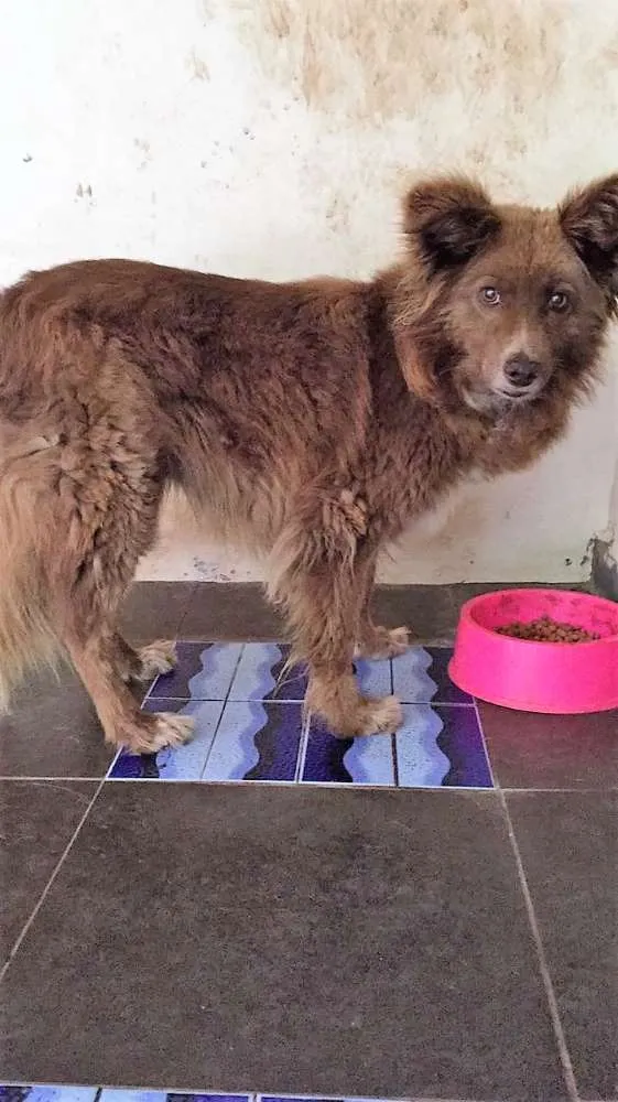 Cachorro raça  mistura idade 5 anos nome Lua