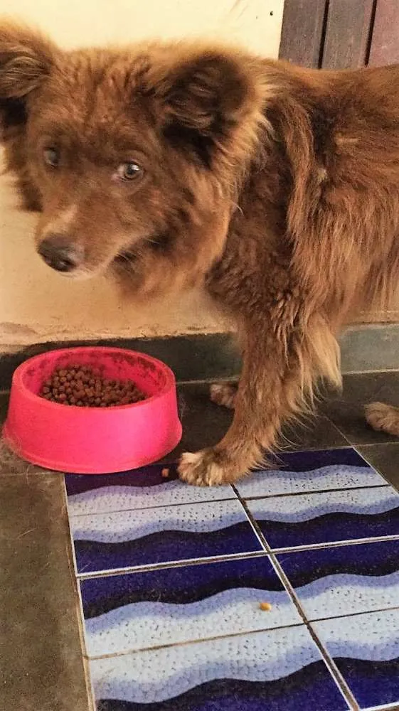 Cachorro raça  mistura idade 5 anos nome Lua