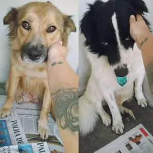 Cachorro raça SRD idade 3 anos nome Luna e Thor