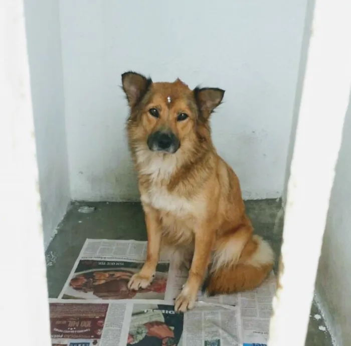 Cachorro ra a SRD idade 3 anos nome Luna e Thor