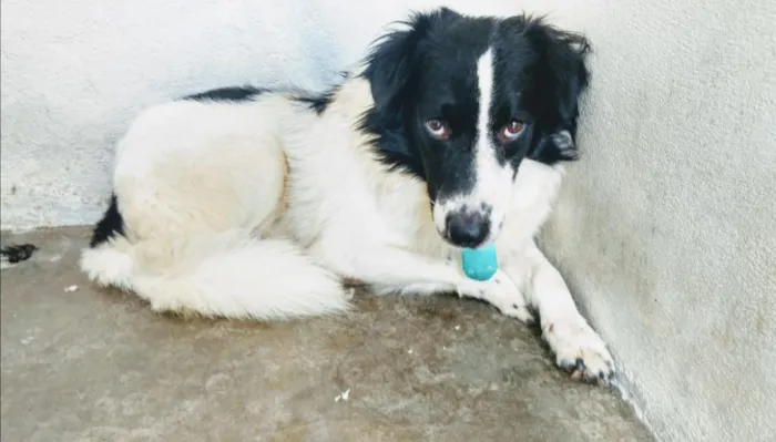 Cachorro ra a SRD idade 3 anos nome Luna e Thor
