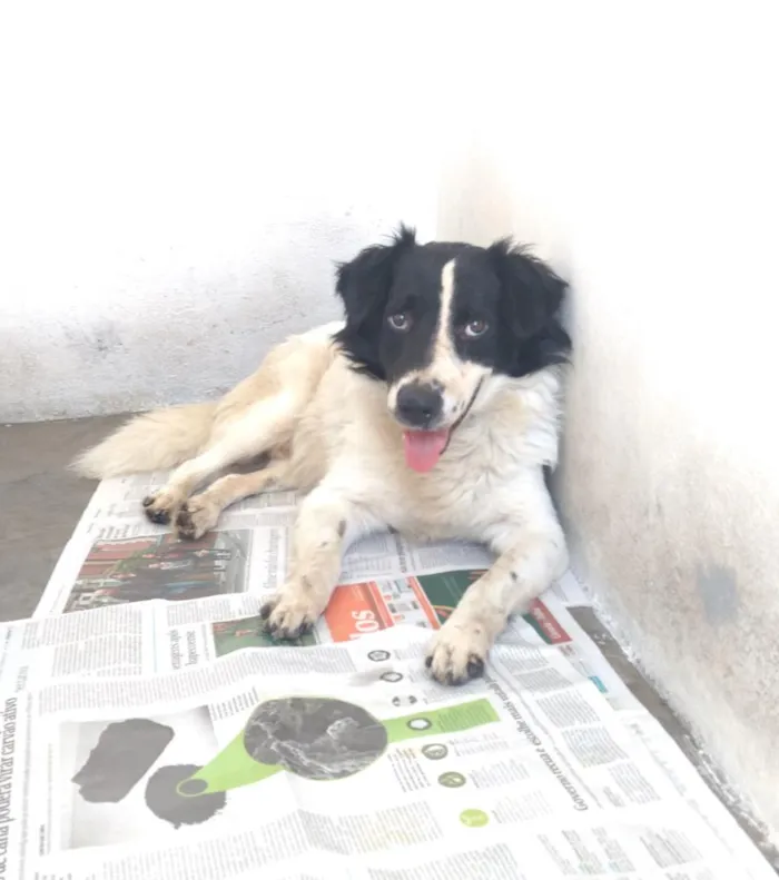 Cachorro ra a SRD idade 3 anos nome Luna e Thor