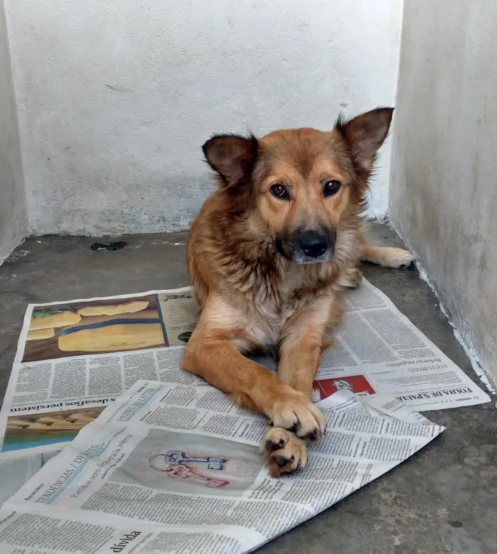 Cachorro ra a SRD idade 3 anos nome Luna e Thor