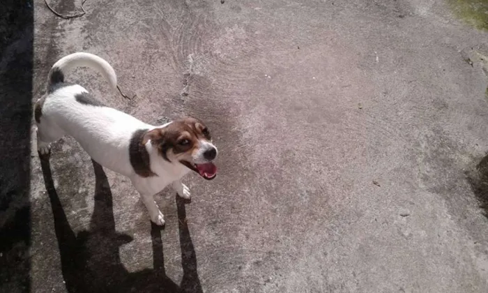Cachorro ra a SRD idade 2 anos nome Tysson
