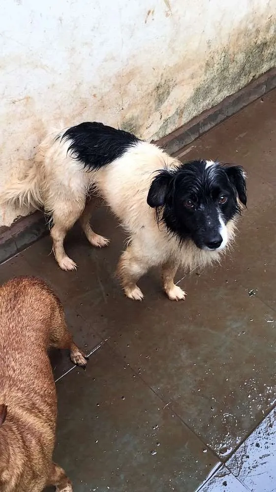 Cachorro raça mixed race idade 6 ou mais anos nome Nick