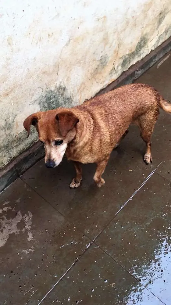 Cachorro raça mixed race idade 6 ou mais anos nome Banguela