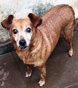 Cachorro raça mixed race idade 6 ou mais anos nome Banguela