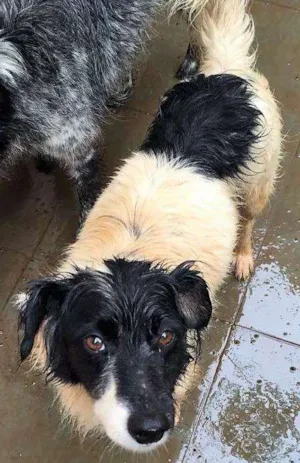 Cachorro raça mixed race idade 6 ou mais anos nome Nick