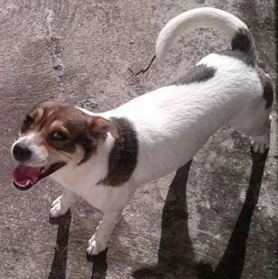 Cachorro ra a SRD idade 2 anos nome Tysson