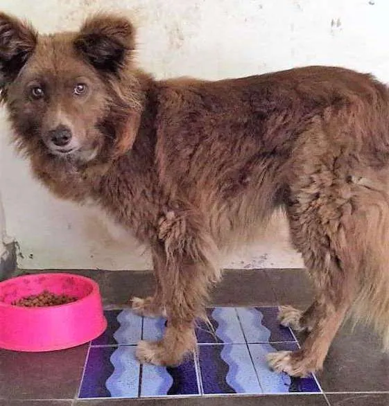 Cachorro raça  mistura idade 5 anos nome Lua