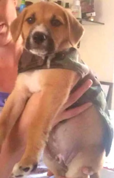 Cachorro ra a SRD idade Abaixo de 2 meses nome RYU