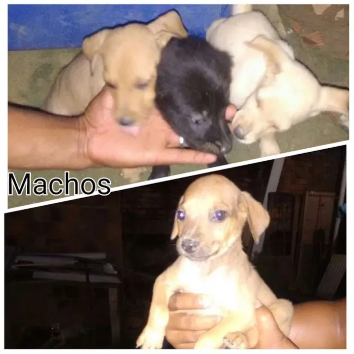 Cachorro ra a Vira latas  idade 2 a 6 meses nome Sem nomes