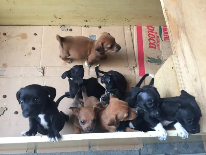 Cachorro ra a Vira latinhas  idade Abaixo de 2 meses nome Sem nomes ainda 