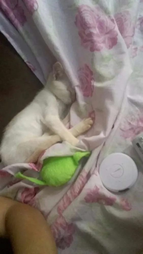 Gato ra a SRD idade 2 a 6 meses nome Neve (Provisório)