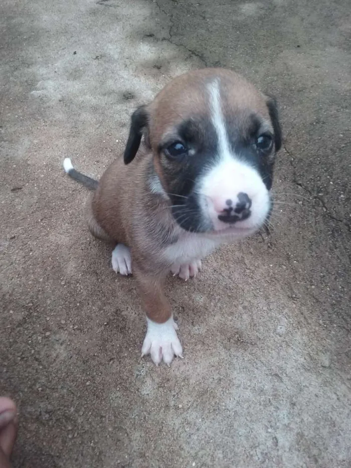 Cachorro raça mista idade Abaixo de 2 meses nome bebe