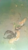 Diversos