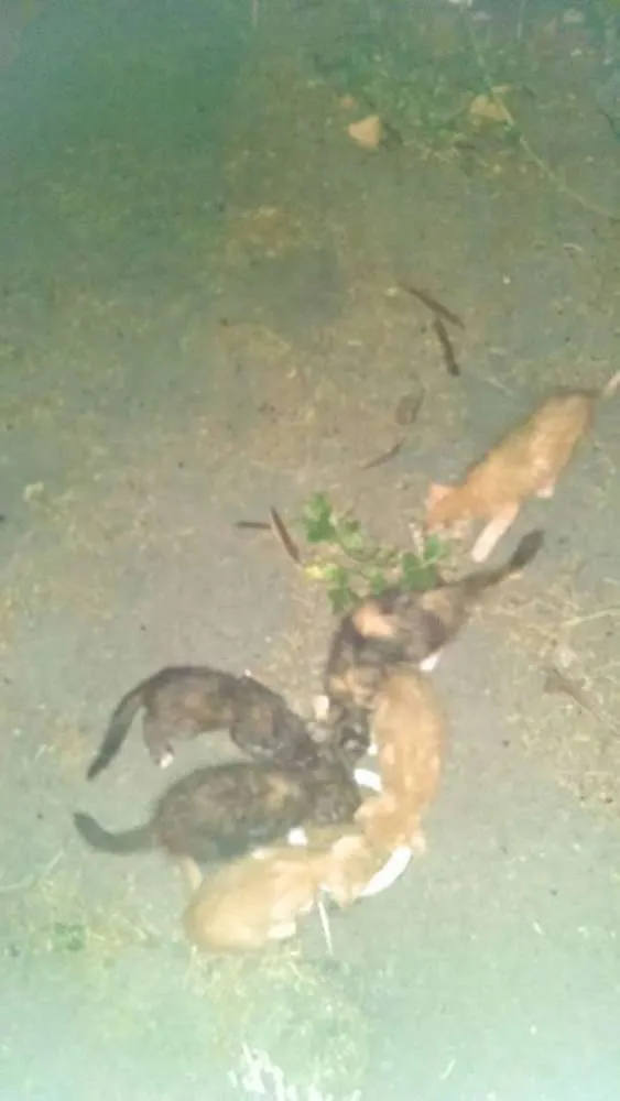 Gato ra a  idade Abaixo de 2 meses nome Diversos