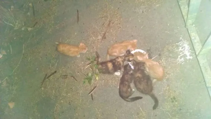 Gato ra a  idade Abaixo de 2 meses nome Diversos