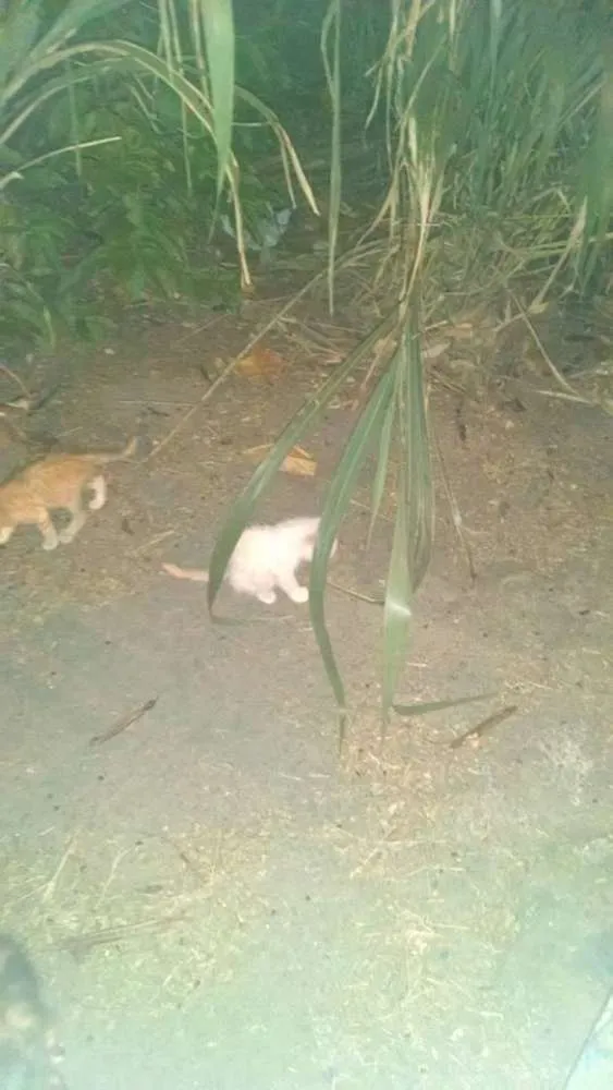 Gato ra a  idade Abaixo de 2 meses nome Diversos