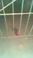 Diversos
