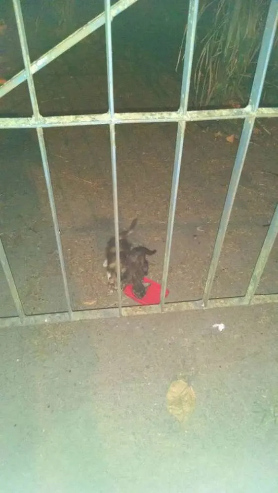 Gato ra a  idade Abaixo de 2 meses nome Diversos