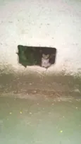 Diversos