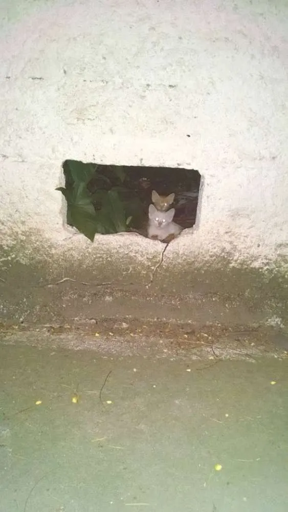Gato ra a  idade Abaixo de 2 meses nome Diversos