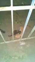 Diversos