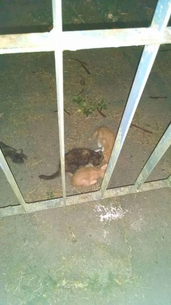Gato ra a  idade Abaixo de 2 meses nome Diversos
