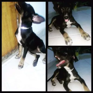 Cachorro raça SRD idade 2 a 6 meses nome Luna