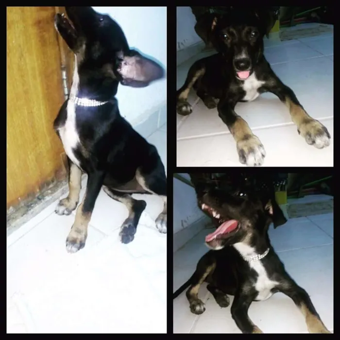 Cachorro ra a SRD idade 2 a 6 meses nome Luna