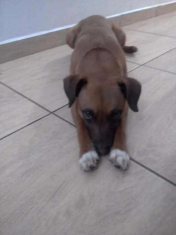 Cachorro ra a Sem raça definida  idade 2 anos nome Minie 